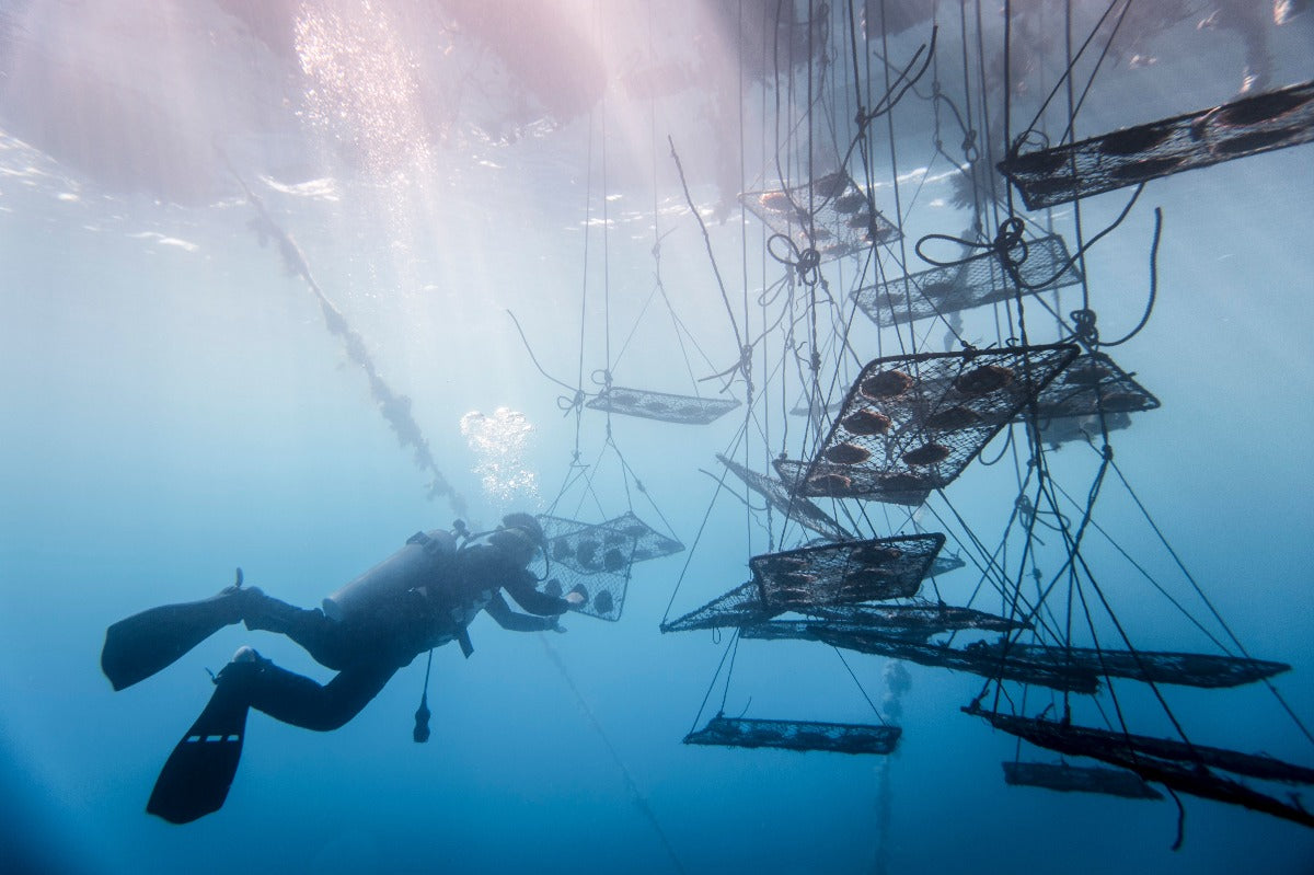 A Jewelmer diver turns the oyster nets to maintain the position of the growing golden pearl - Photo by Marc Josse for Jewelmer